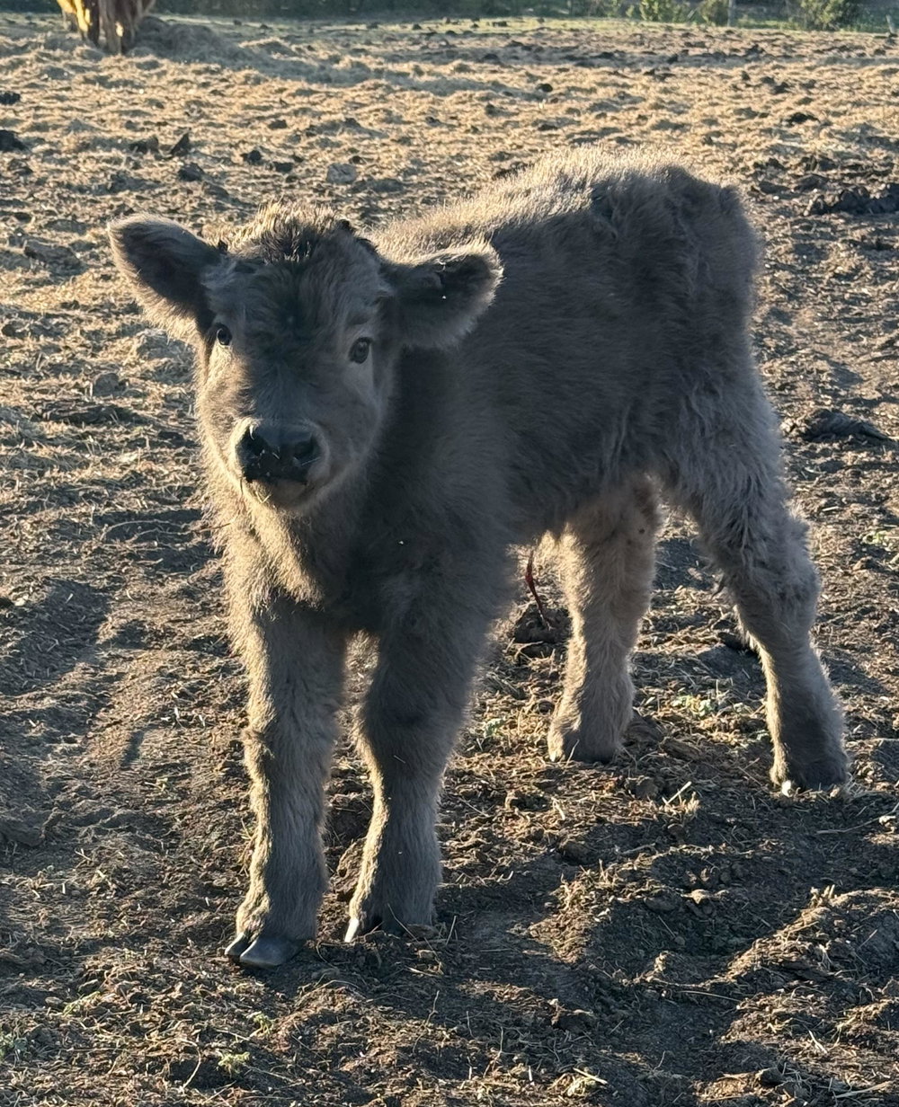 Dun bull calf, photo 2