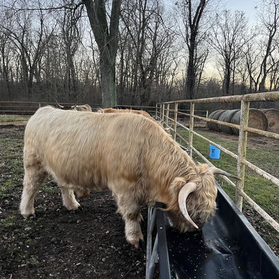 Briscoe profile picture