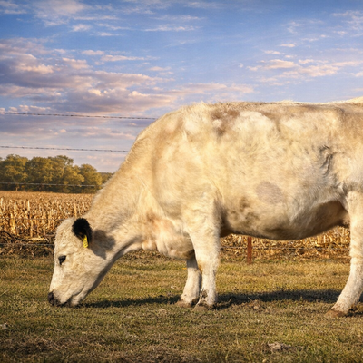 Iris profile picture