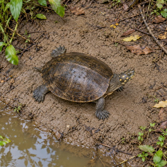 yellow-spotted Amazon river turtle
