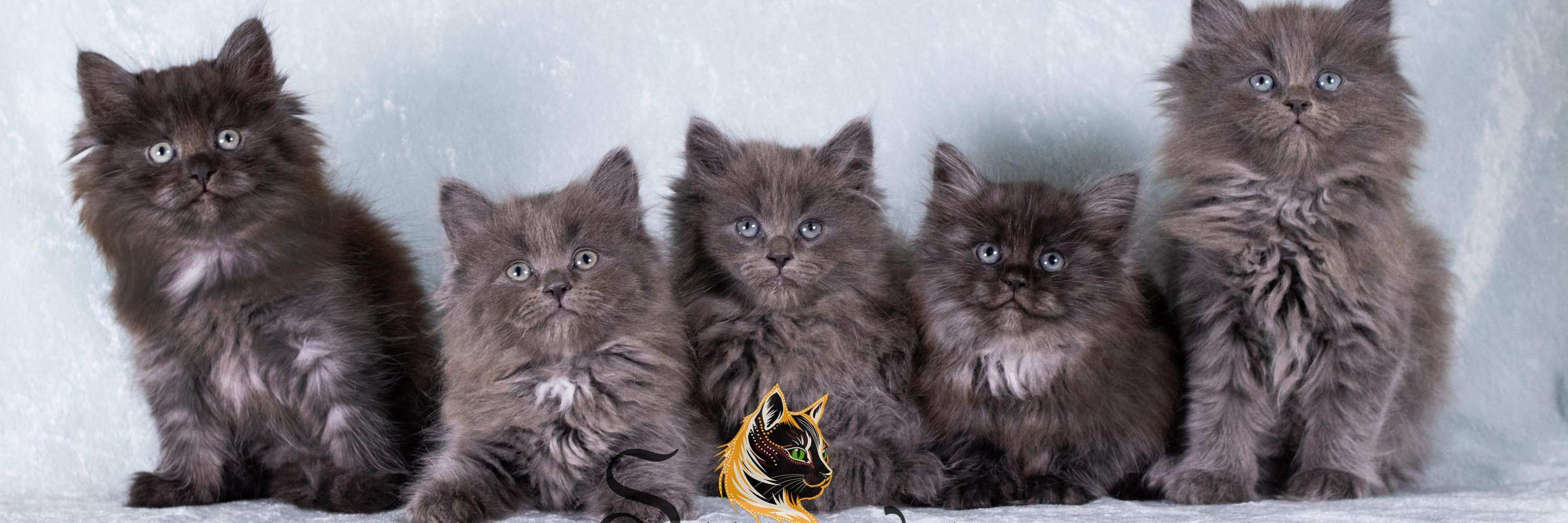 Sunova Siberians profile cover image