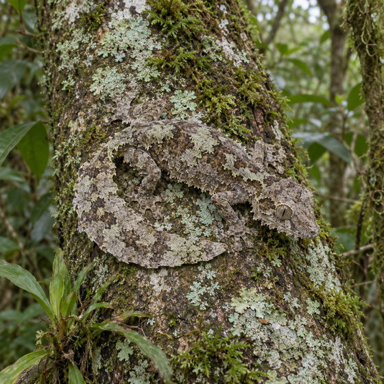 mossy leaf-tailed gecko