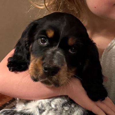 Ginny profile picture