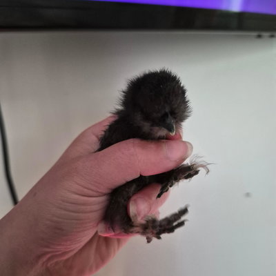 Chicky 15 profile picture