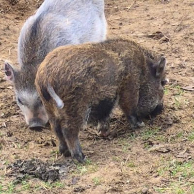 Dorothy profile picture