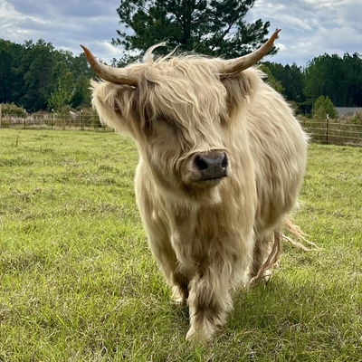 KOMO Mini Moos profile picture