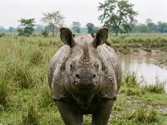 Indian rhinoceros