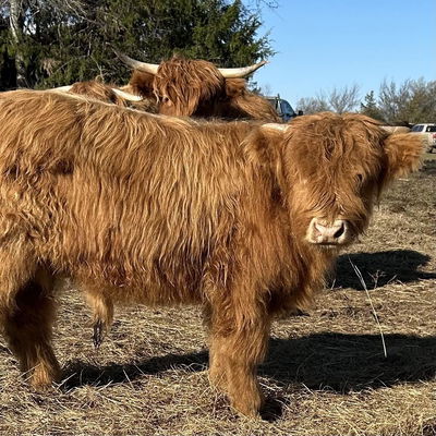 Sherman Potter profile picture