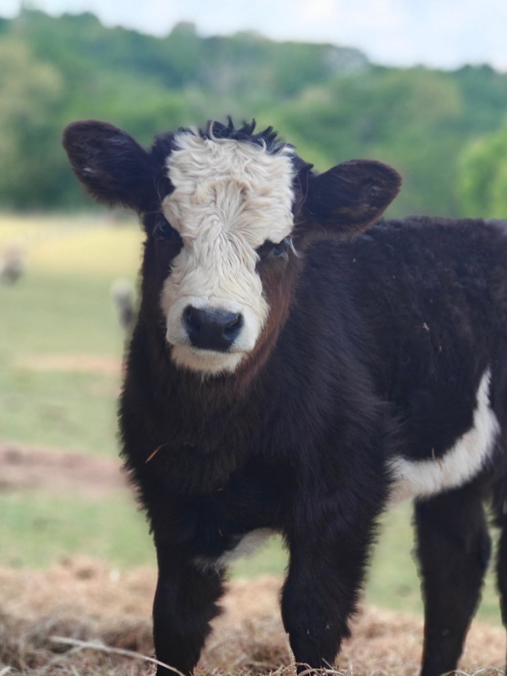 Bessie Baby, photo 7