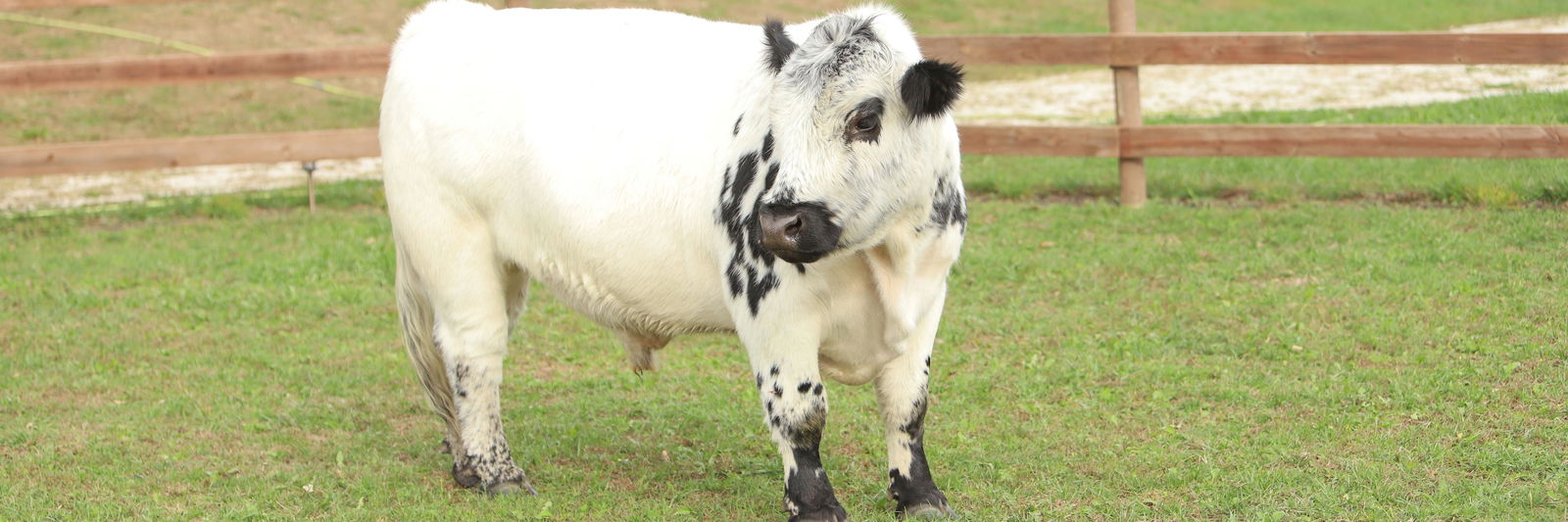 Cedrych Galin Grier profile cover image