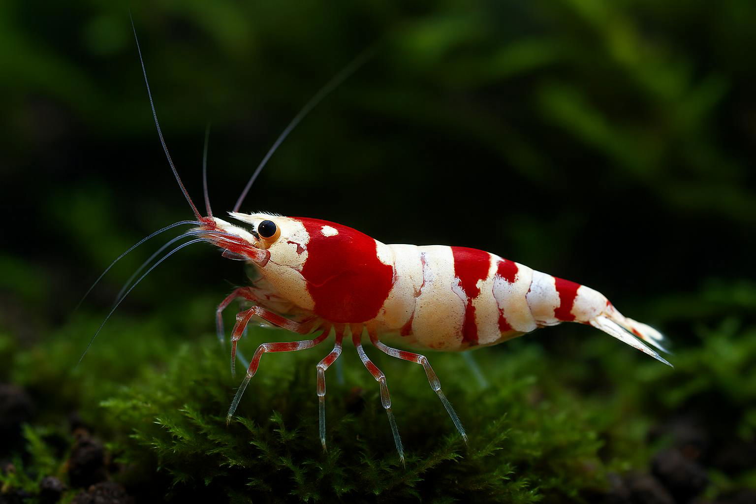 crystal red shrimp