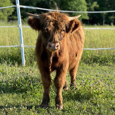 Gus profile picture