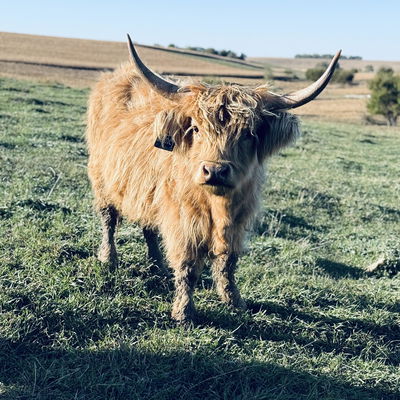 Fancy K Livestock profile picture