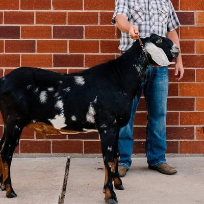 Jasper Farm Om MR Lover profile picture