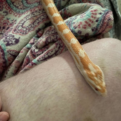 Sushi profile picture