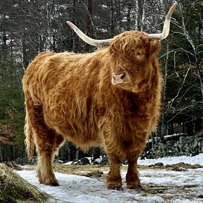 Keith Shaughnessy profile picture
