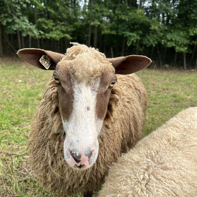 Arwen profile picture