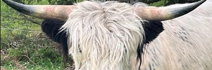 Bamboo profile cover image