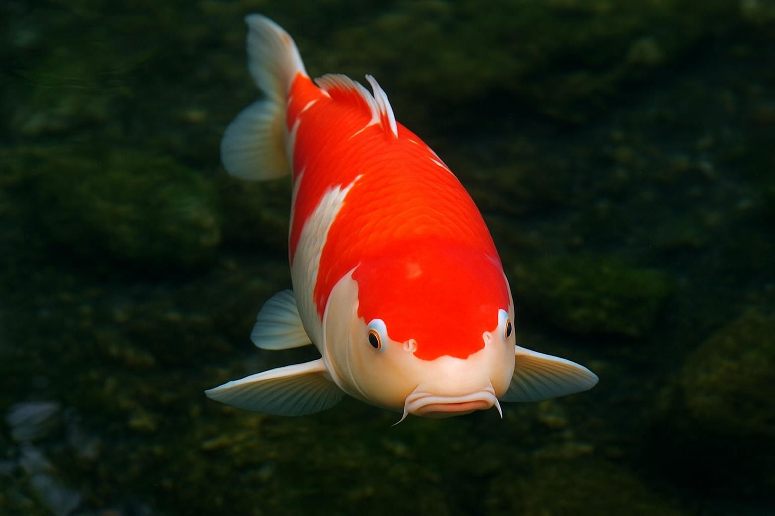 koi