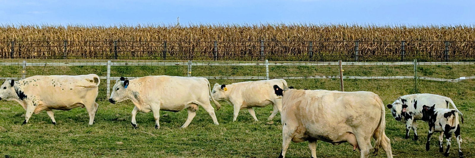 Bellator Farms profile cover image