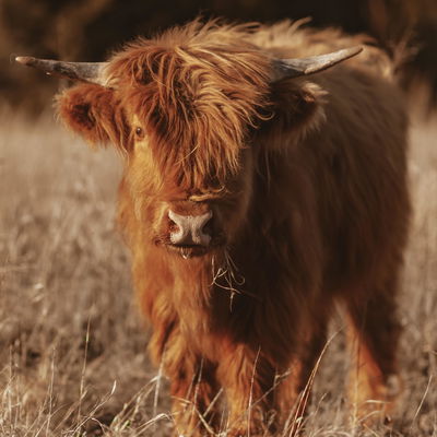 Pongo profile picture