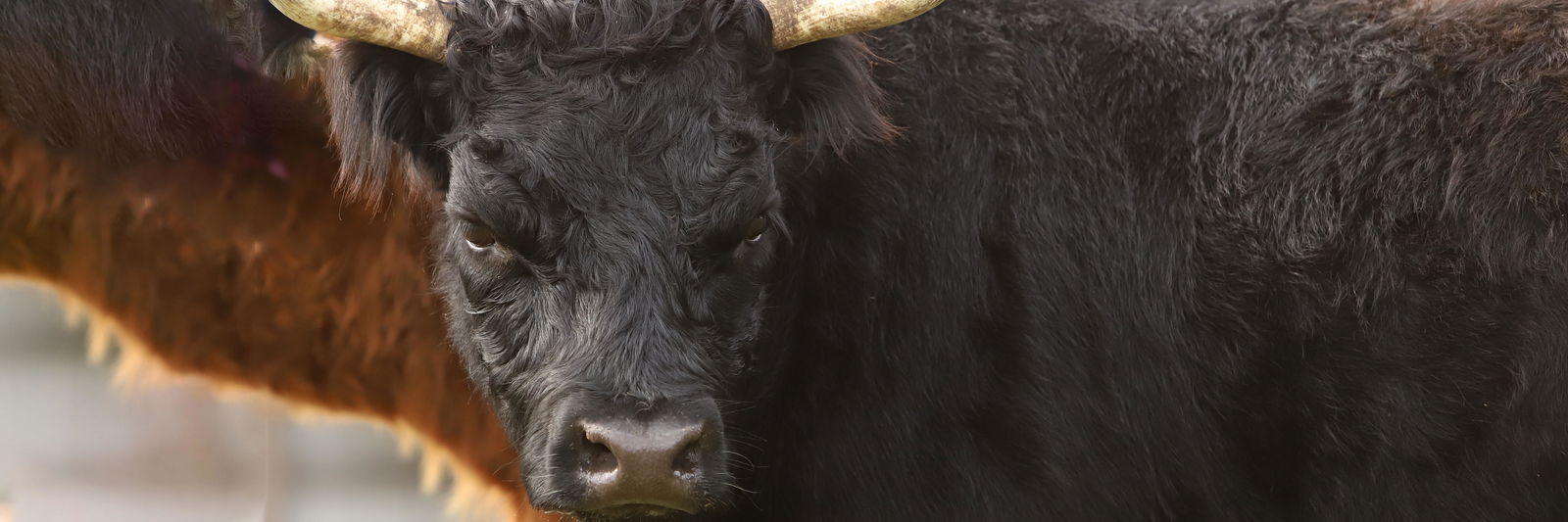 Fiona profile cover image