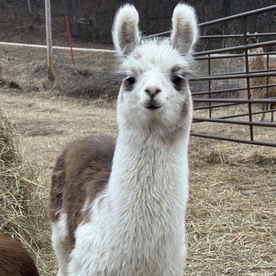 PPWI Rosey profile picture