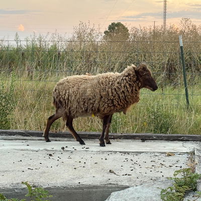 01 Ewe profile picture