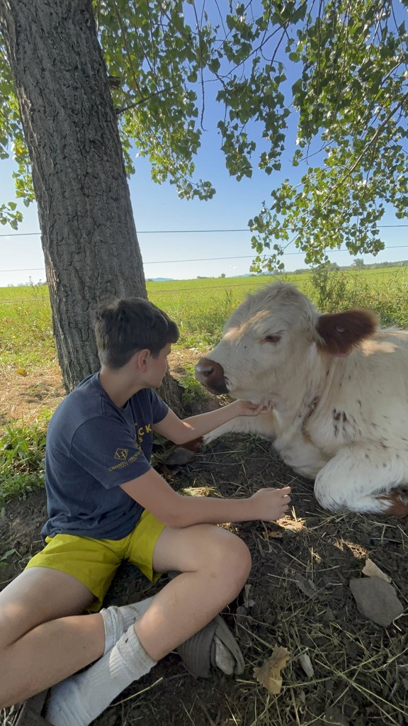 Cow Cuddles, photo 9