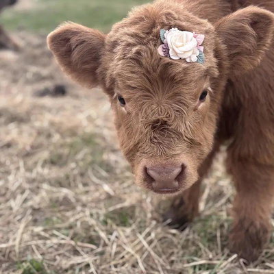 Pascha profile picture