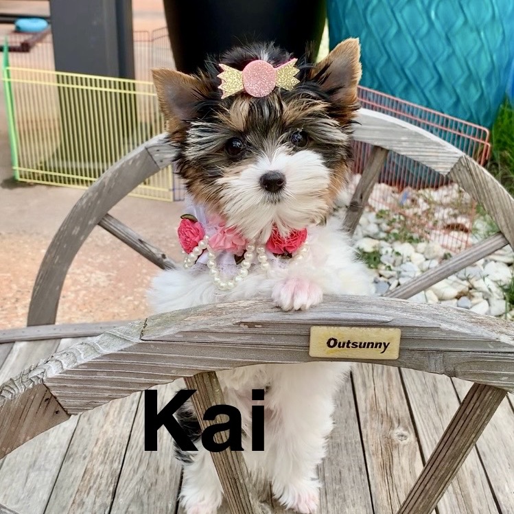 Kai profile picture