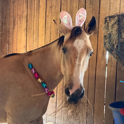 Maverick profile picture