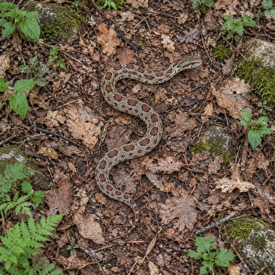 Chinese leopard snake