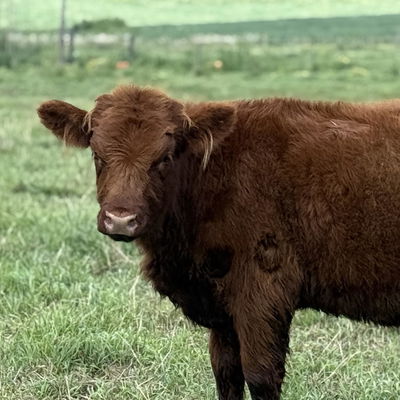 Kansas profile picture