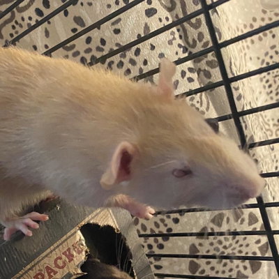 Jake profile picture
