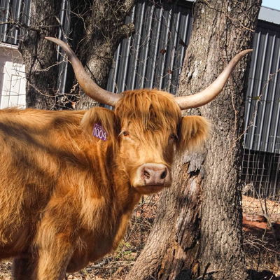 Charlotte profile picture