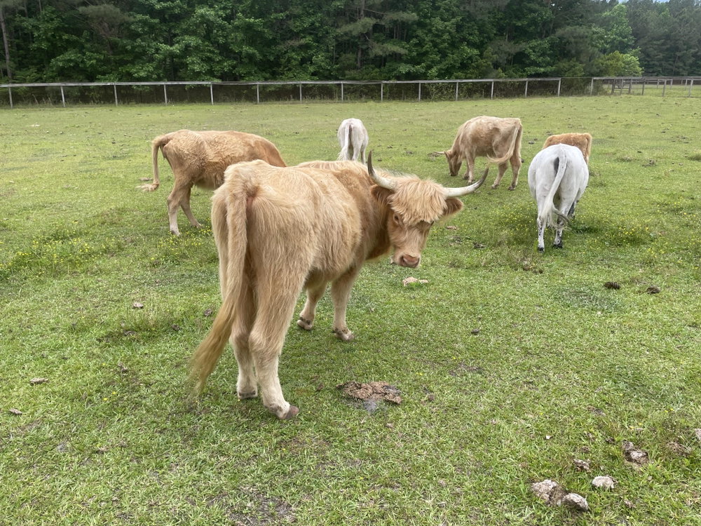 Buttercup, photo 5