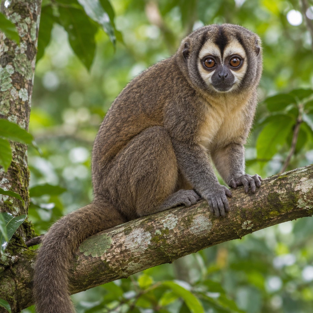 gray-handed night monkey