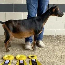 GCH Cade's Lil Farm Ax Skittles 1*M profile picture