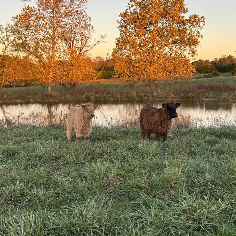 AHCA Heifer, photo 1