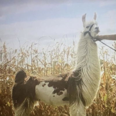 Rector's Billy the Kid profile picture