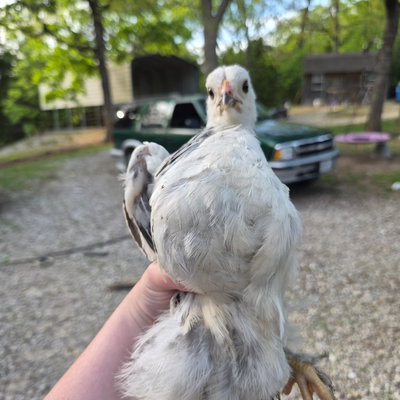 Chicky 27 profile picture