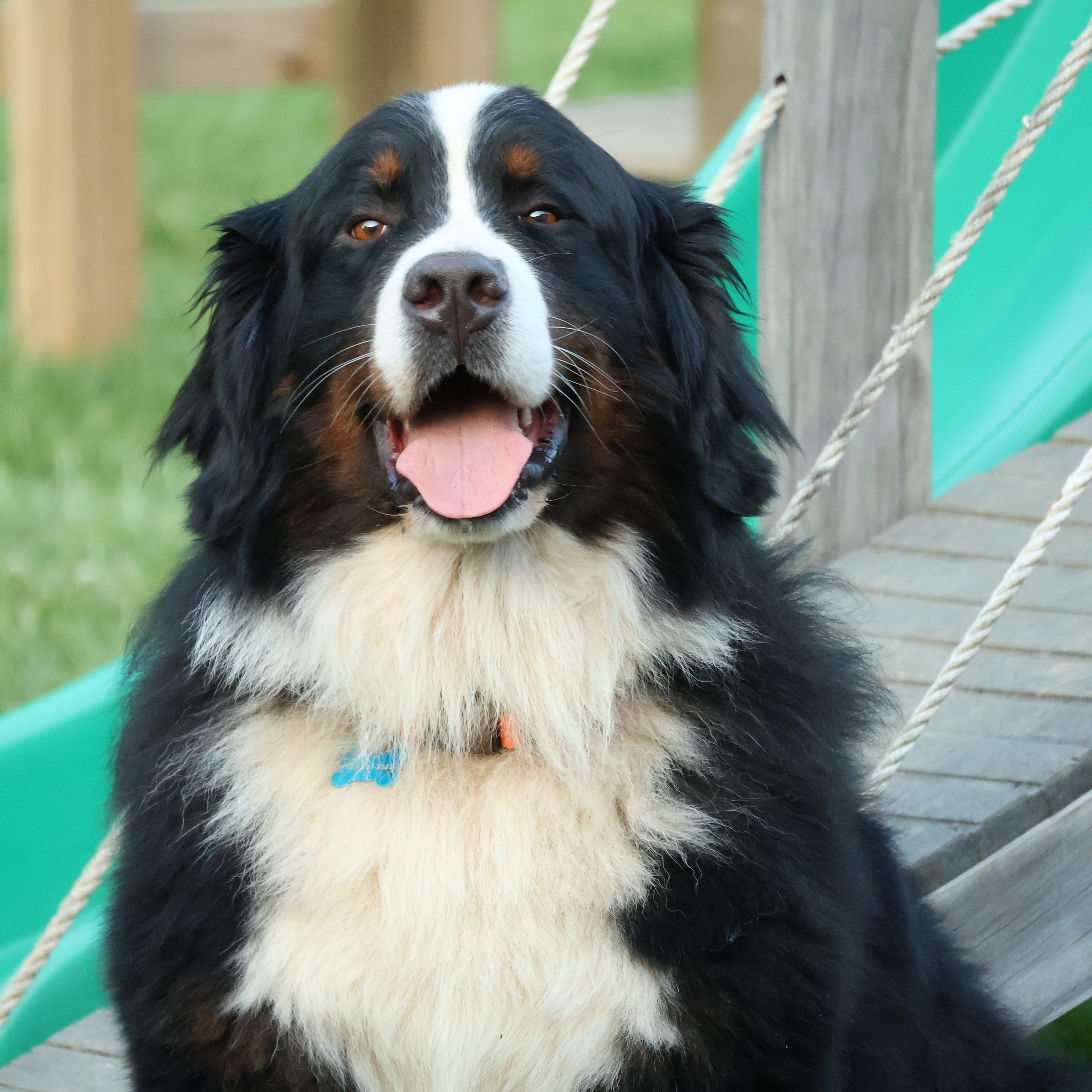 Watson profile picture