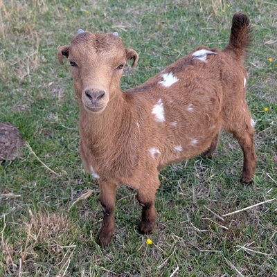 Shirley profile picture