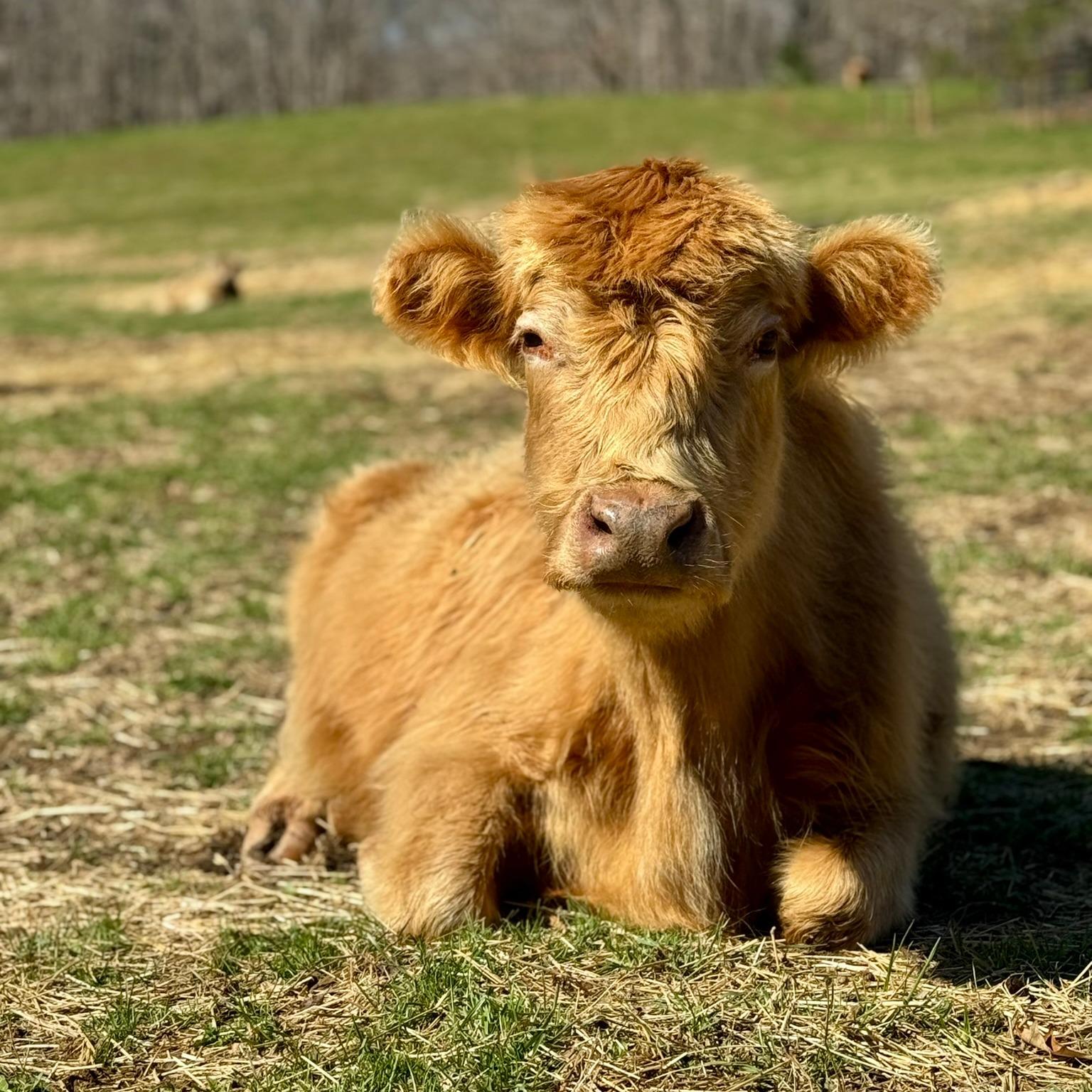 Marmalade