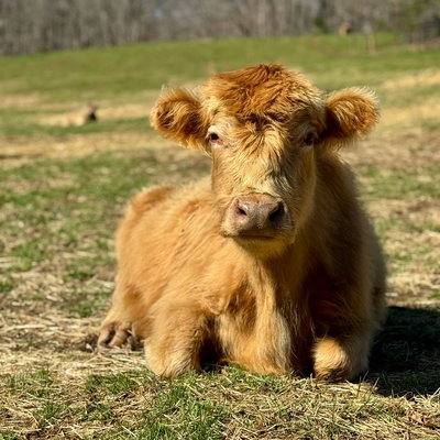 Marmalade profile picture