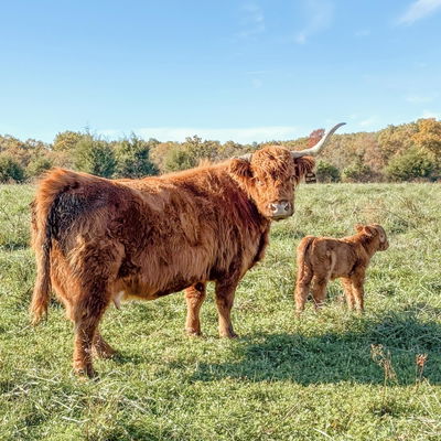 Annie Howell profile picture