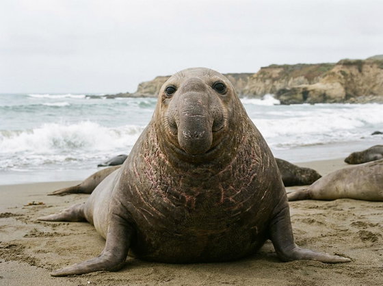 northern elephant seal