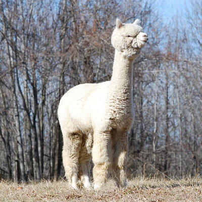 Stillmeadow Farm Blizzard profile picture