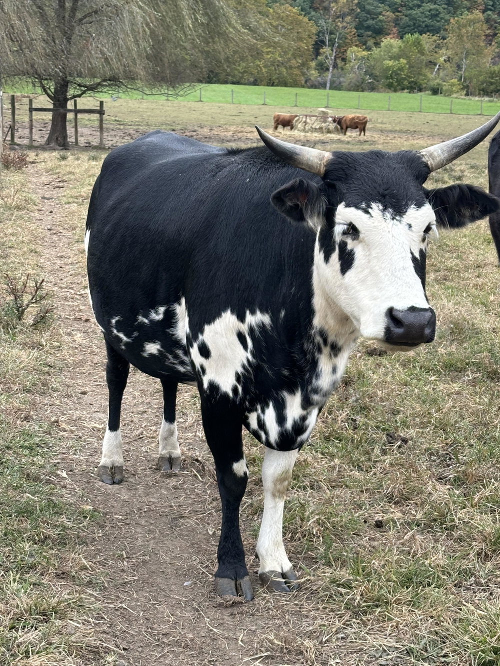 RBR Delilah, photo 6